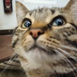 Sad Cat