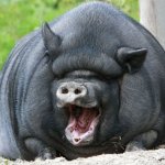 Black Fat Pig