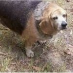 immunity dog