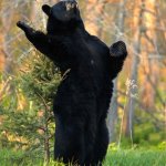Opera Bear