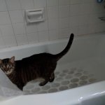 River-cat in bathtub