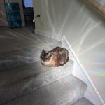 holy cat template