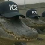 Gator-traz meme