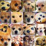 muffin or chihuahua