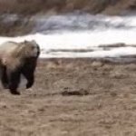 Bear GIF Template