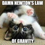 Newton Laws | DAMN NEWTON'S LAW; OF GRAVITY | image tagged in kitten fall | made w/ Imgflip meme maker