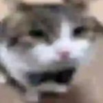 gatito