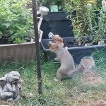 Squirrel playing hide and seek