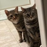 Two curious cats