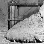 Elephants foot