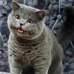 crooked number cat