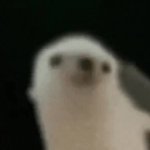 happy birthday GIF Template