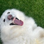 Derp dog
