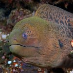 Giant Moray