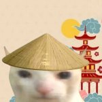 Chinesecat