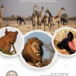 Botswana And Victoria Falls Tours