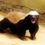 Pissed off Honey badger
