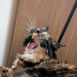 Screaming Kitty