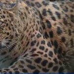 Fat Leopard