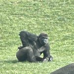 Gorilla posing template