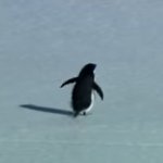 penguin depressed