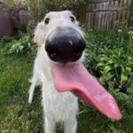 dog meme
