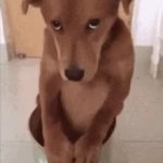 tes GIF Template