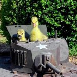 duckling tank