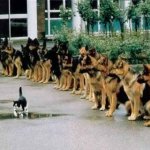 brave kitten
