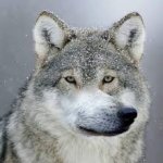 aoof wolf