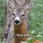 Fascinating Animal Sounds | image tagged in gifs,credit goes to american viking for providing the source material | made w/ Imgflip video-to-gif maker