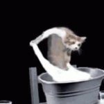 Washing Cat GIF Template