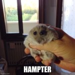 upvote for hampter! | HAMPTER | image tagged in funny | made w/ Imgflip meme maker
