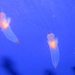 sea angels