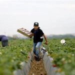 workers in field