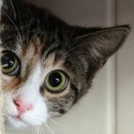 cat cute