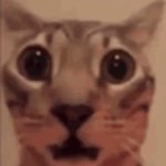 Scared cat