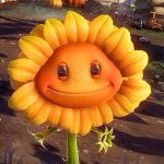 Pvz sunflower