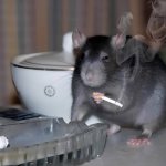 Smoking Rat