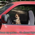Dog | Sometimes my genius… it’s almost frightening | image tagged in animal in car,dog,sometimes my genius is it's almost frightening | made w/ Imgflip meme maker