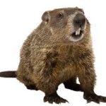 Groundhog