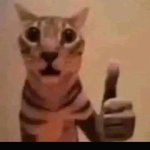 cat giving shaky thumbs up meme