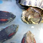 Judgy turtles