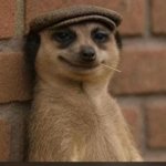 Racoon smirk
