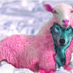Pink Wolf in Sheep's Clothing