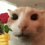 Cat giving a rose