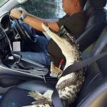 Alligator passenger