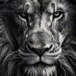 The Lion dosn't concern himself