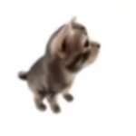 El gatito meme
