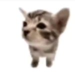 El gatito meme